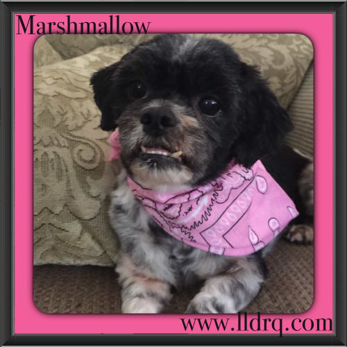 Marshmallow 
