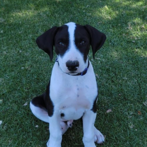 Colt *On Trial in His New Home*