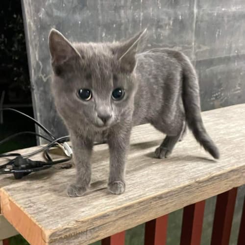 Pepper