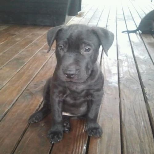 Diesel