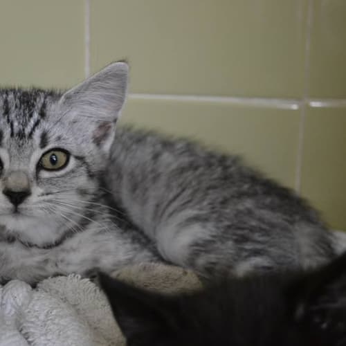 Baby Ricky needs out of the Pound!