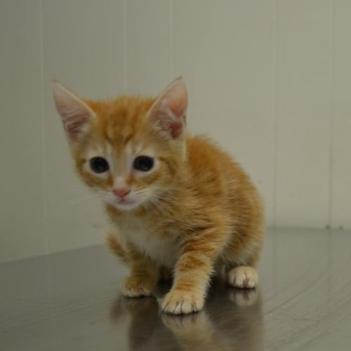baby Stevey needs a loving home!
