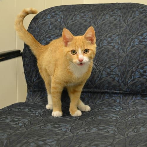 baby Garry needs out of the Pound!