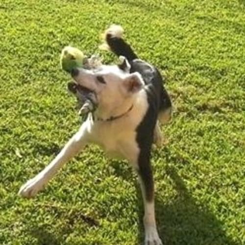 Milo ~ Border Collie X -on trial 15/3/15