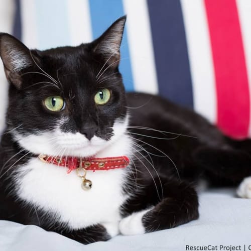 "Sanza" - Purrfect Match