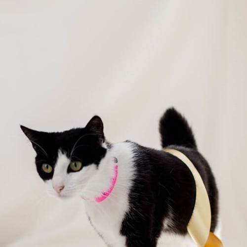 "Vienna" - Purrfect Match
