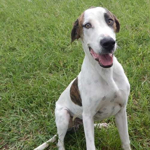 Bowie (adoption pending)