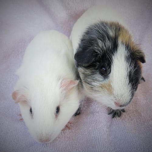Oobi and Ritsu