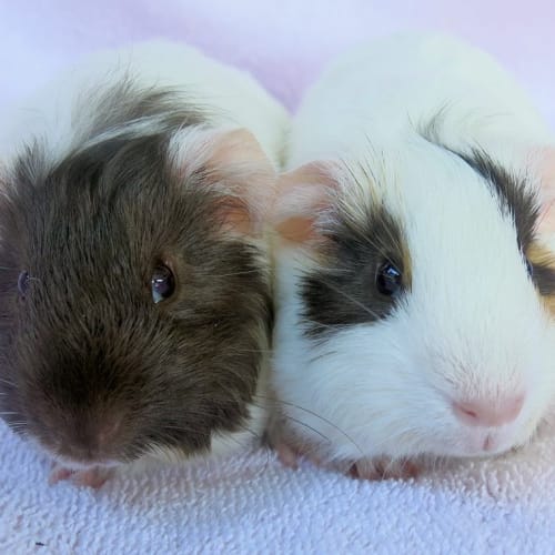 Turbo and Racer