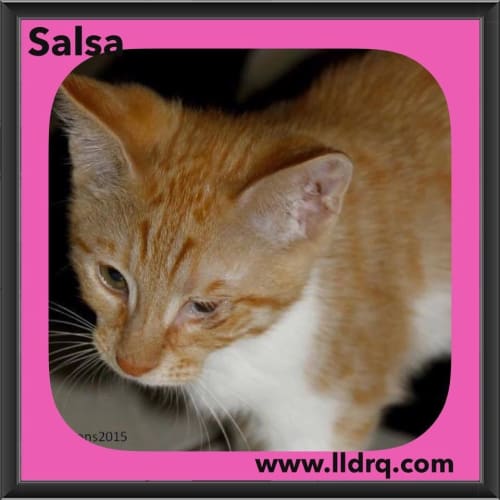Salsa 
