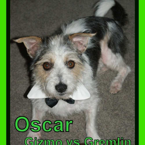 Oscar ~ Gizmo versus Gremlin ~ Trial 28/3/15