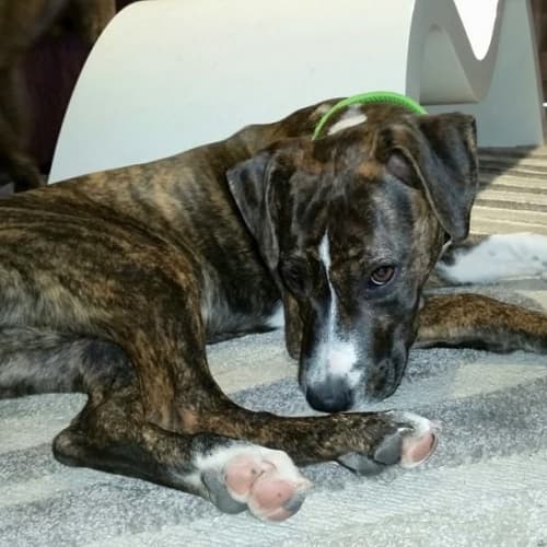 Cleo ~ Bull Arab X Staffy- On Trial 29/3/15