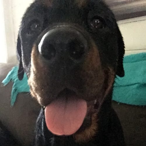 Ruffy the Rottweiler ~ On Trial 13/3/15