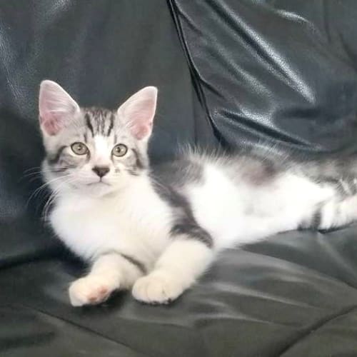Franklin Adoption Pending