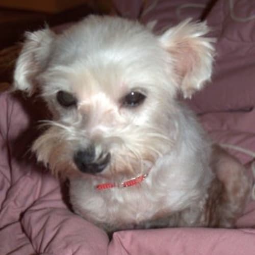 Rosie ** A Sweet Little Girl **