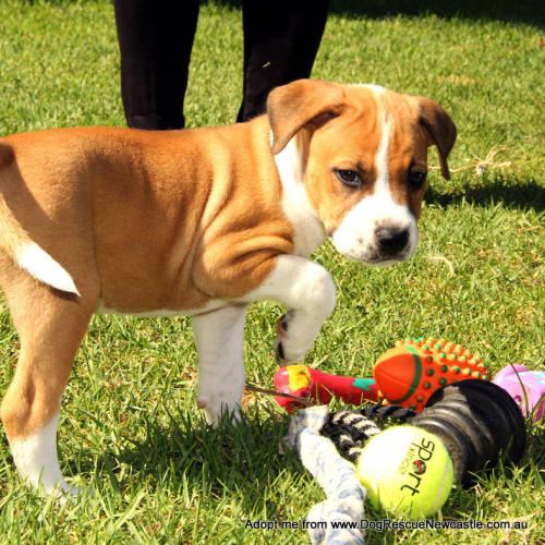 Bosley ~ Mastiff x puppy (On Trial 22/3/15)