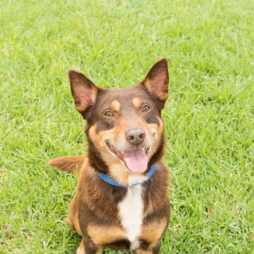 Max