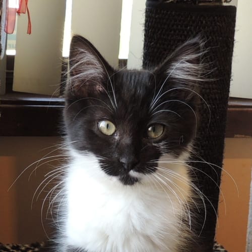 Meeka