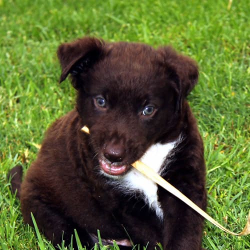 Mason ~ border collie x Lab pup (Trial 22/3/15)