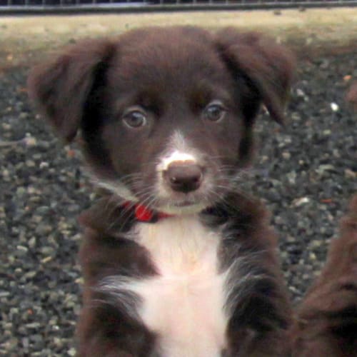 Raven ~ border collie x Lab pup (On Trial 21/3/15)