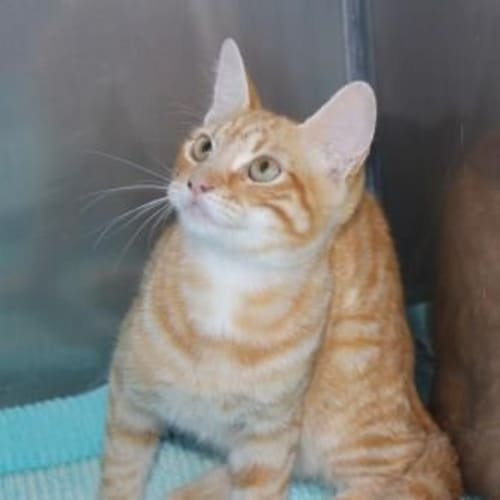 Marmalade