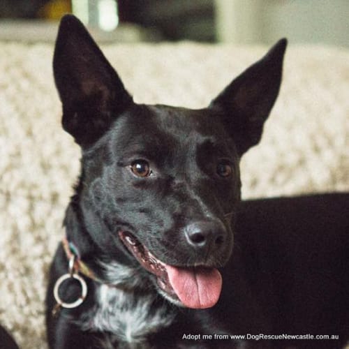 Indi ~ (On Trial 18/3/15) Kelpie x Staffy girl