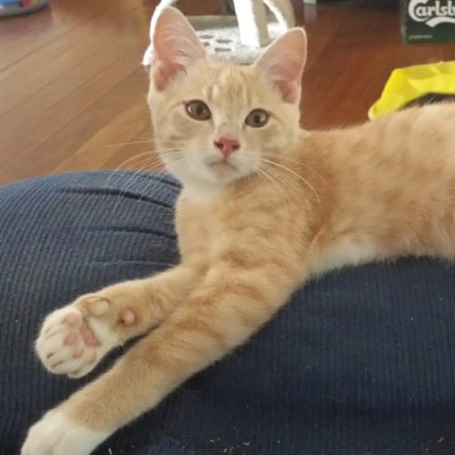 Luis