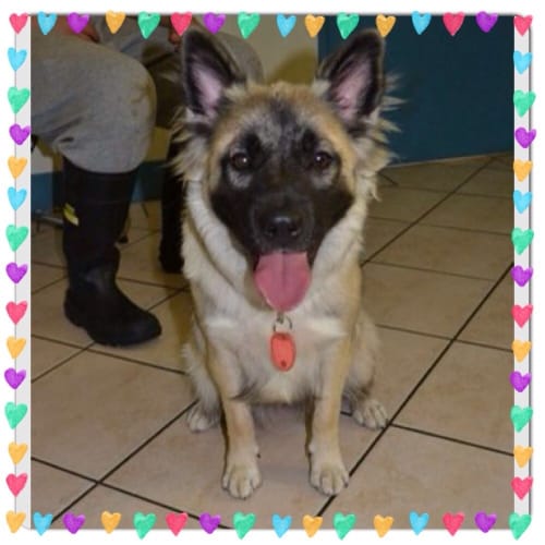 No photo for Louise Needs Out Of The Pound!