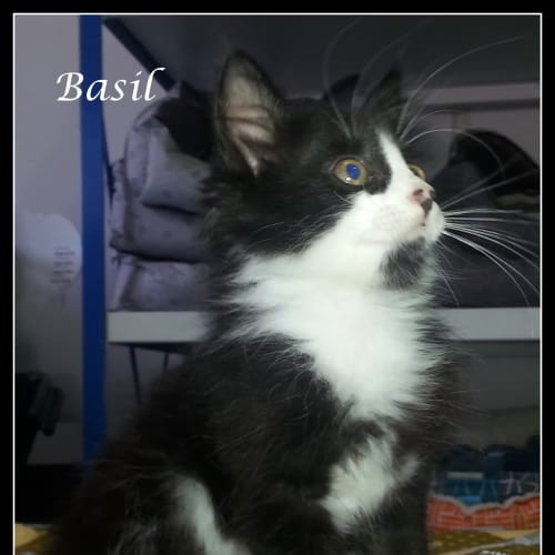 Basil