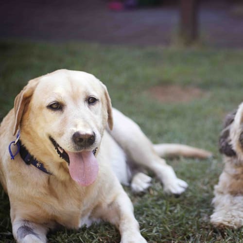Winnie & Tweety (Trial 27/3/15) Lab & Spoodle pair