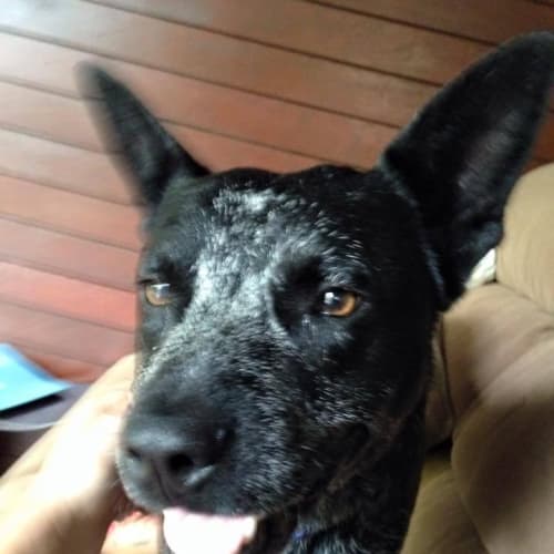 Bluey (Adopted 20/3/15)  ~ Blue Cattle X