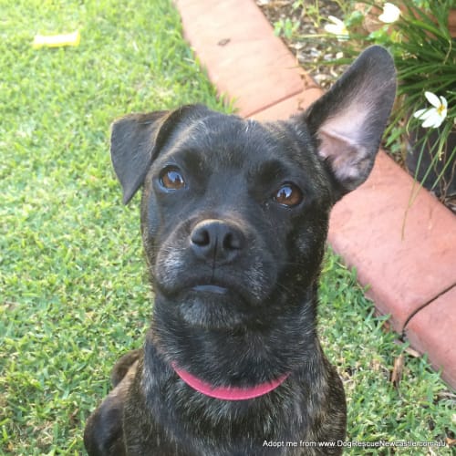 Trinity ~ Staffy x Pug (On Trial 22/3/15)