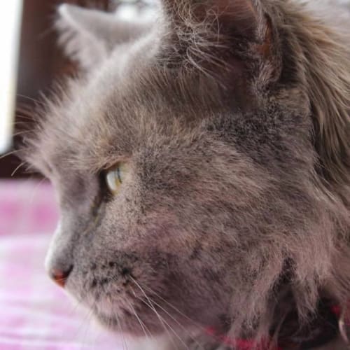 "Marquesa" - Purrfect Match
