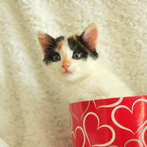 "Fleur" - Purrfect Match