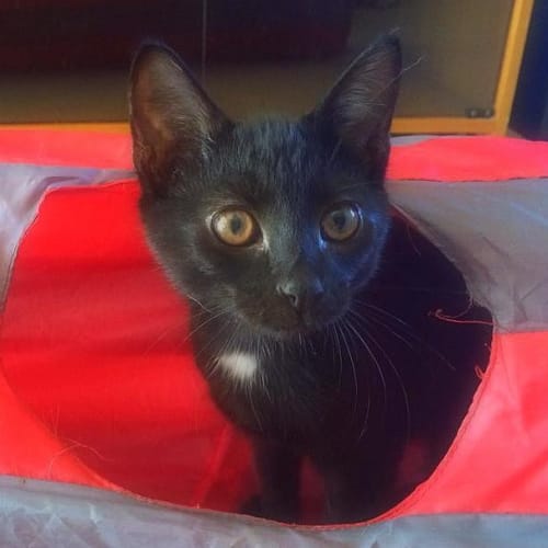 "Eddison" - Purrfect Match
