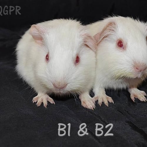 B1 and B2