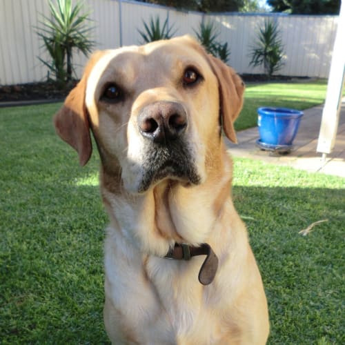 Beau *On Trial in His New Home*