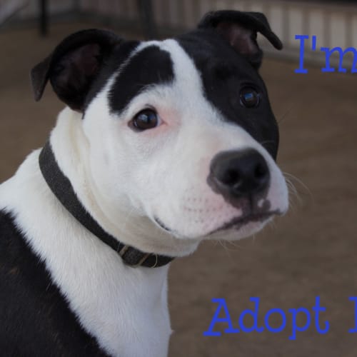 JD ~ Staffy X- foster fail 21/3/15