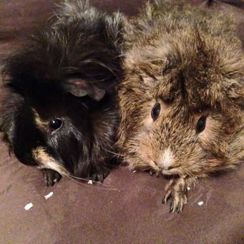 Nutty and Scruff