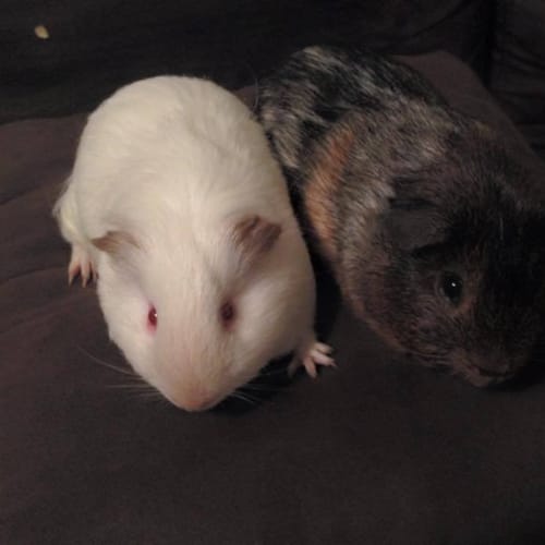 Conrad and Oakley