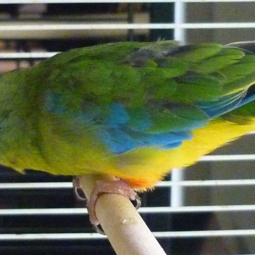 turquoise parrot