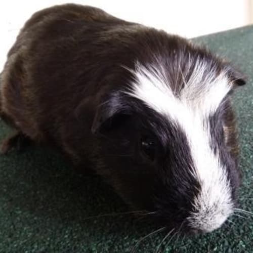 Harvey