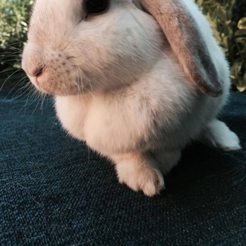 Valentine female bunny looking for her home!