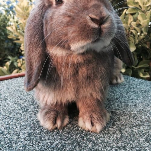 Turbo! male bunny after a home!