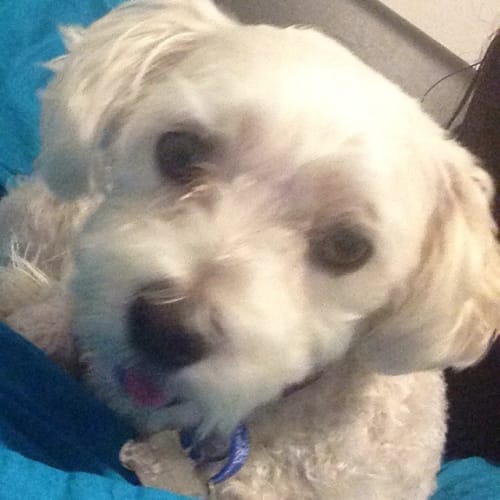 Beau ~ Maltese x Shih Tzu (Trial 2/4/15)