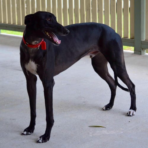 Harley is checking out his new home