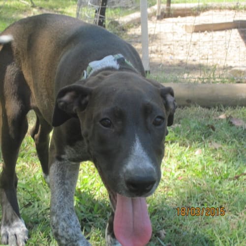 Tia (adoption pending)