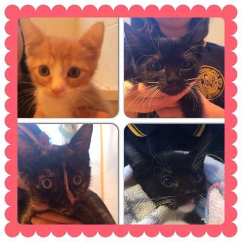 We need loving homes!