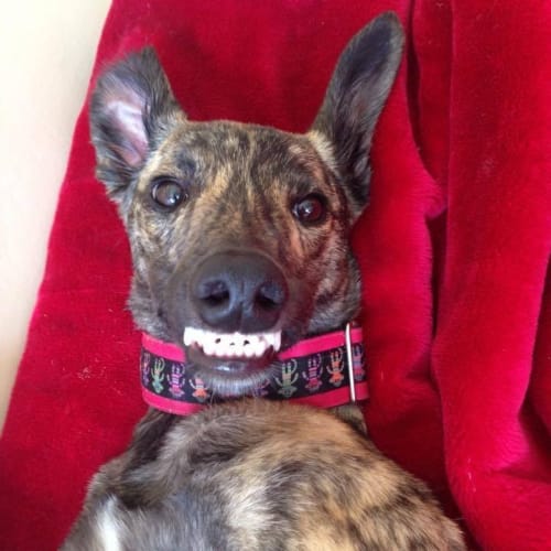 Grace Greyhound Puppy (On Trial)