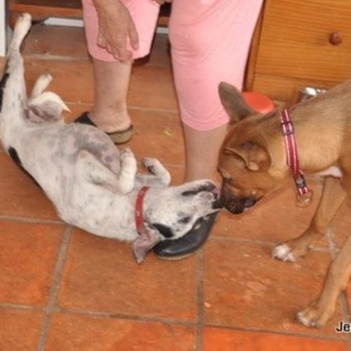 No photo for Poppy ** A Smart Lovely Pup **